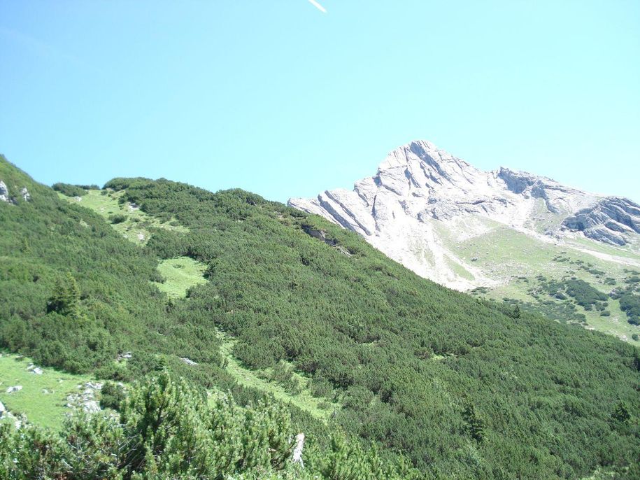 Biberkopf