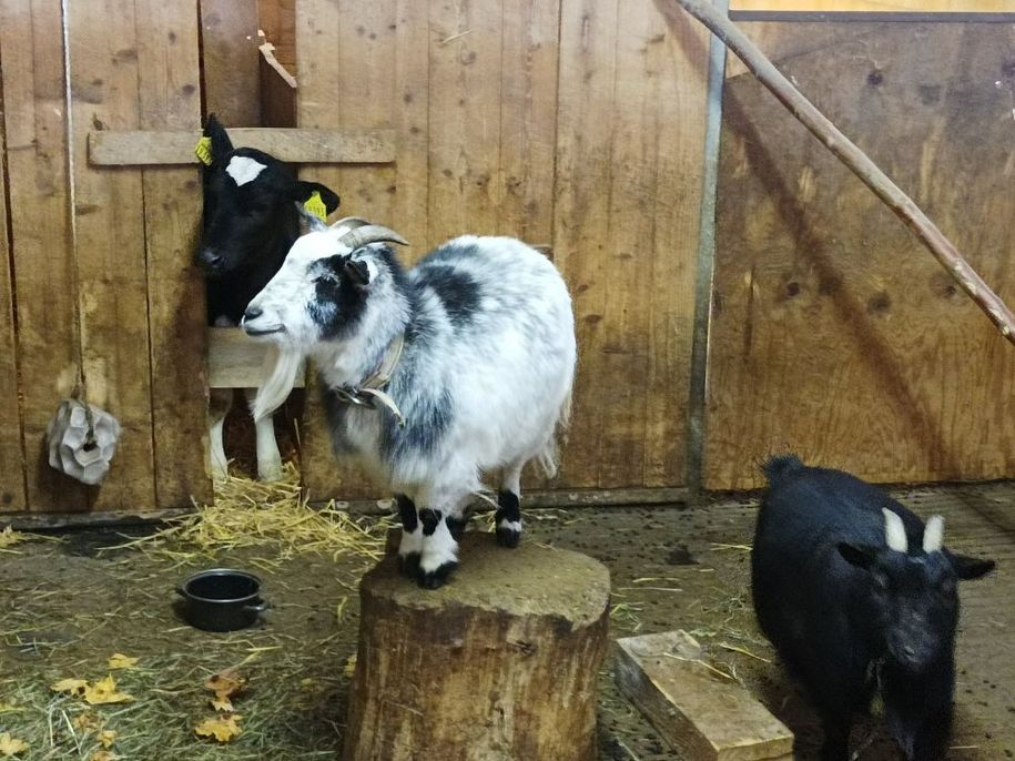 Ziegen im Stall