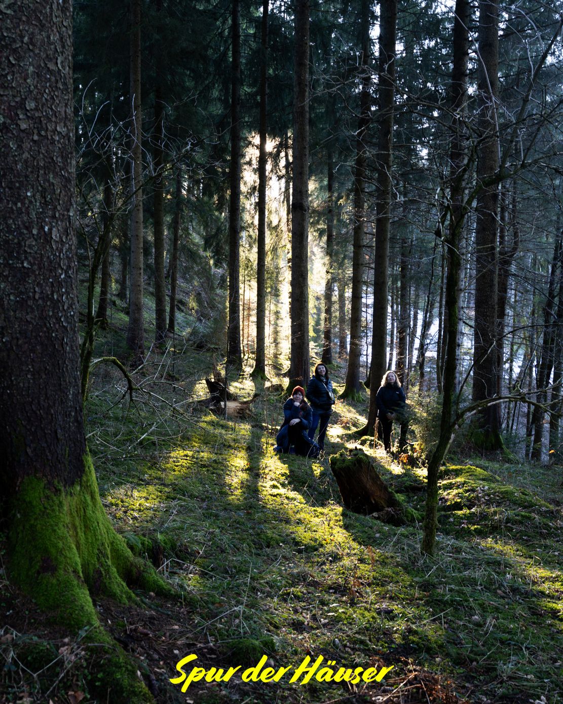 Wald alle drei