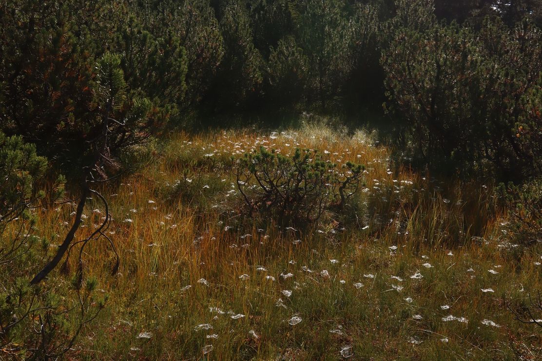 Das Moor_Theresa.Hilber_klein