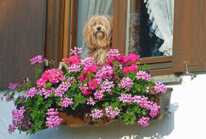 Hundeurlaub in Bayern