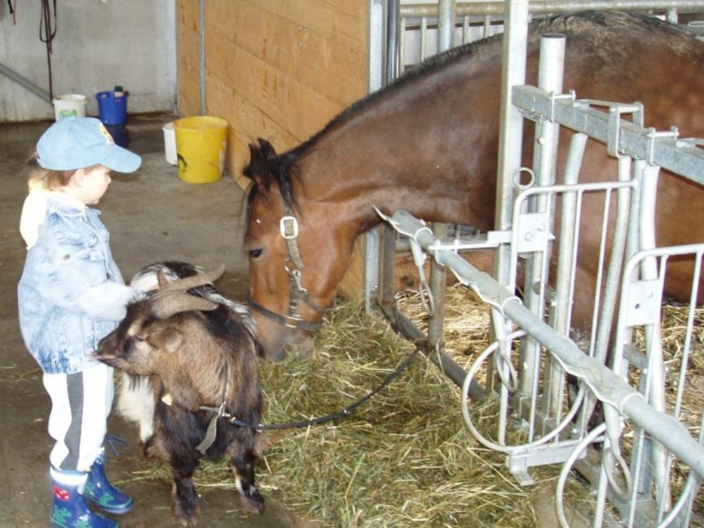Unser Pferd Monja mit Freund Siegfried der Ziege