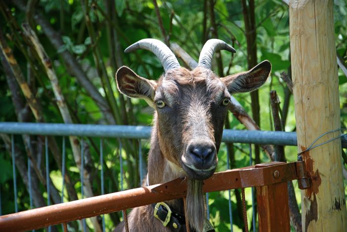 Tiere auf dem Hof