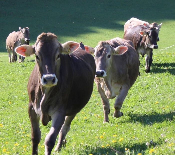 Frühlingsgefühle unserer Rinder