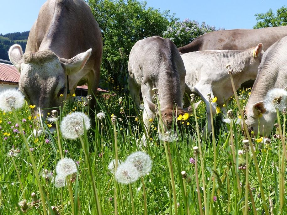 Nasen ins frische Gras