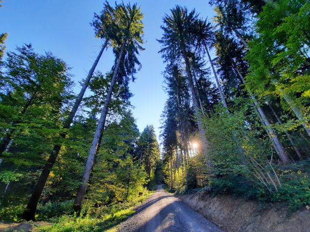 Waldweg am Carl Hirnbeinweg