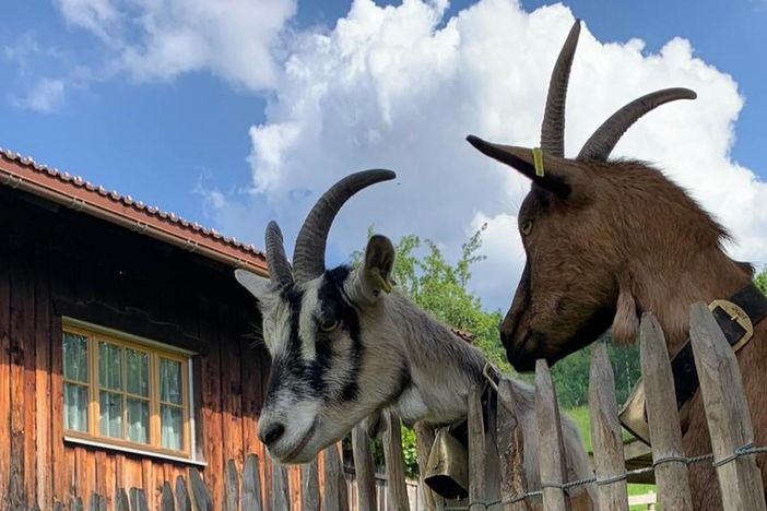 Gämsle und Frida