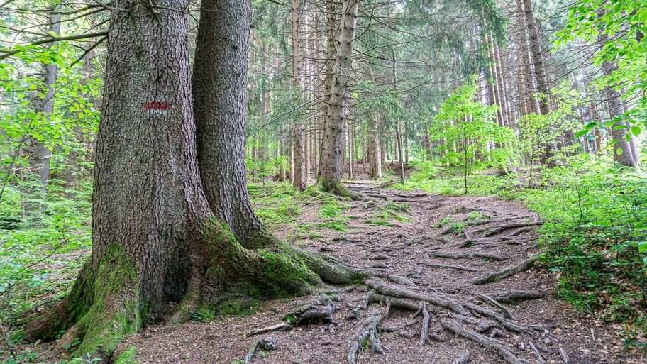 Waldpfad zur Edelsberghütte