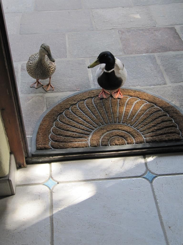 Besuch steht vor der Tür