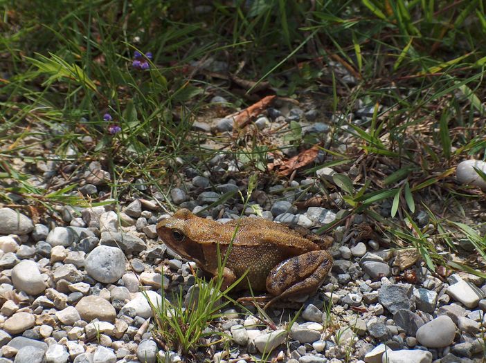 Froschkönig