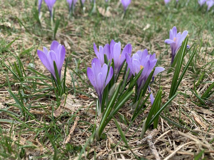 Krokusblüten