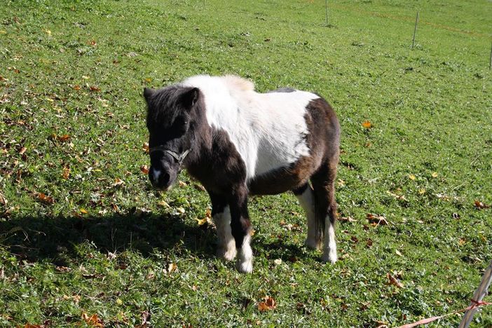 unsere Shaggy