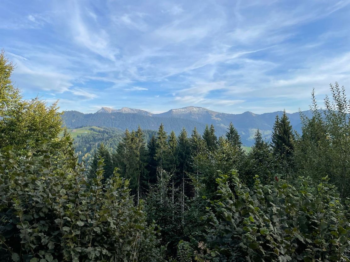 Waldführung mit Hochgratblick