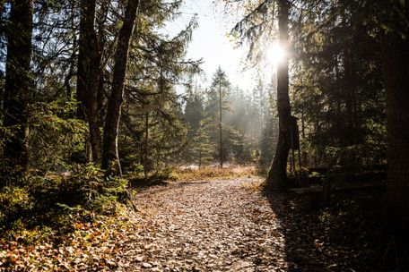 Spazierwege führen durch die Allgäuer Hochmoor-Landschaft im Tiefenberger Moos in Ofterschwang im Allgäu