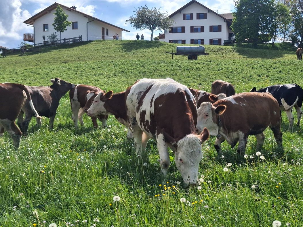 Rinder vor dem Haus