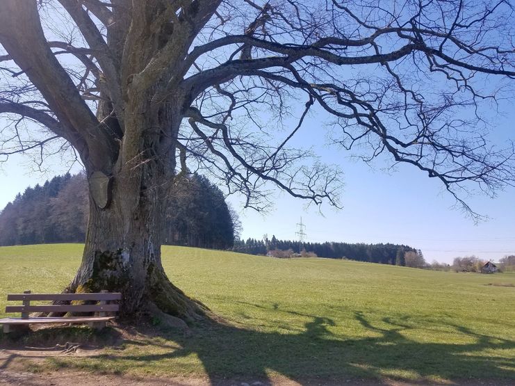 Die Friedenslinde bei Nieratz