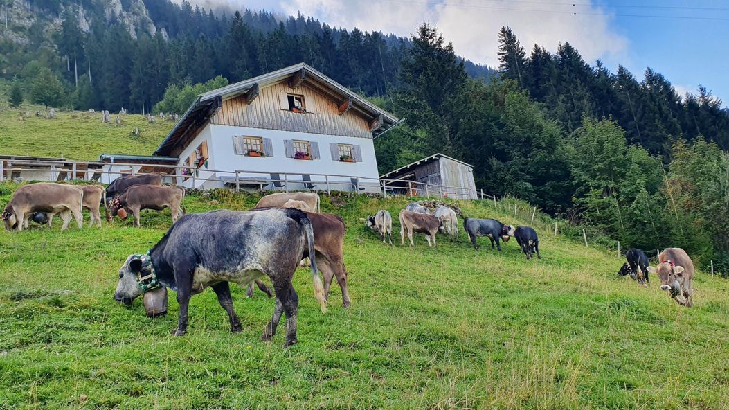 Viescheid Alpe Kalkhöf