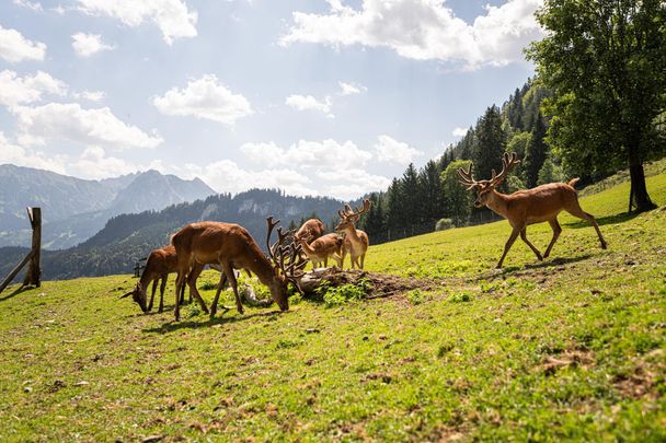 Alpenwildpark, Hirsche - Obermaiselstein im Allgäu