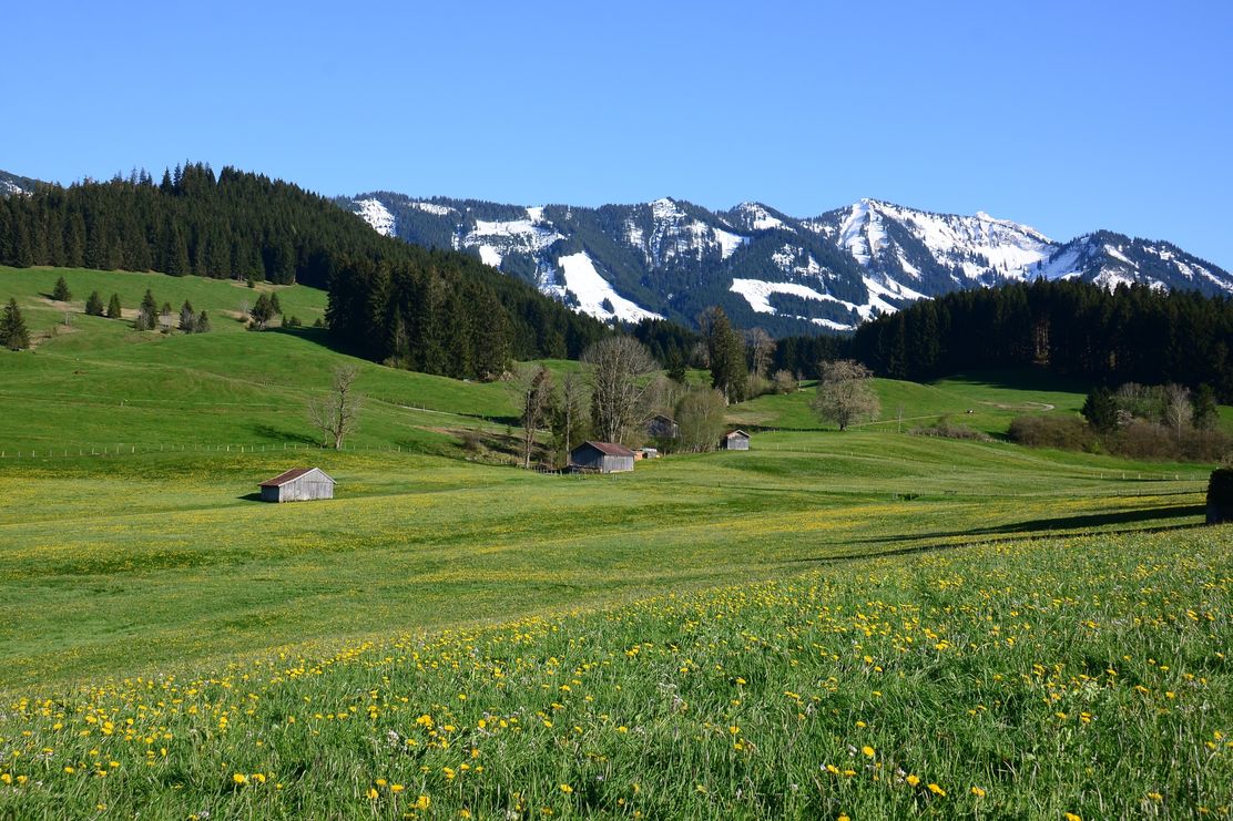 Alpwiesen bei Sonthofen-Beilenberg mit den Sonnenköpfen im Hintergrund