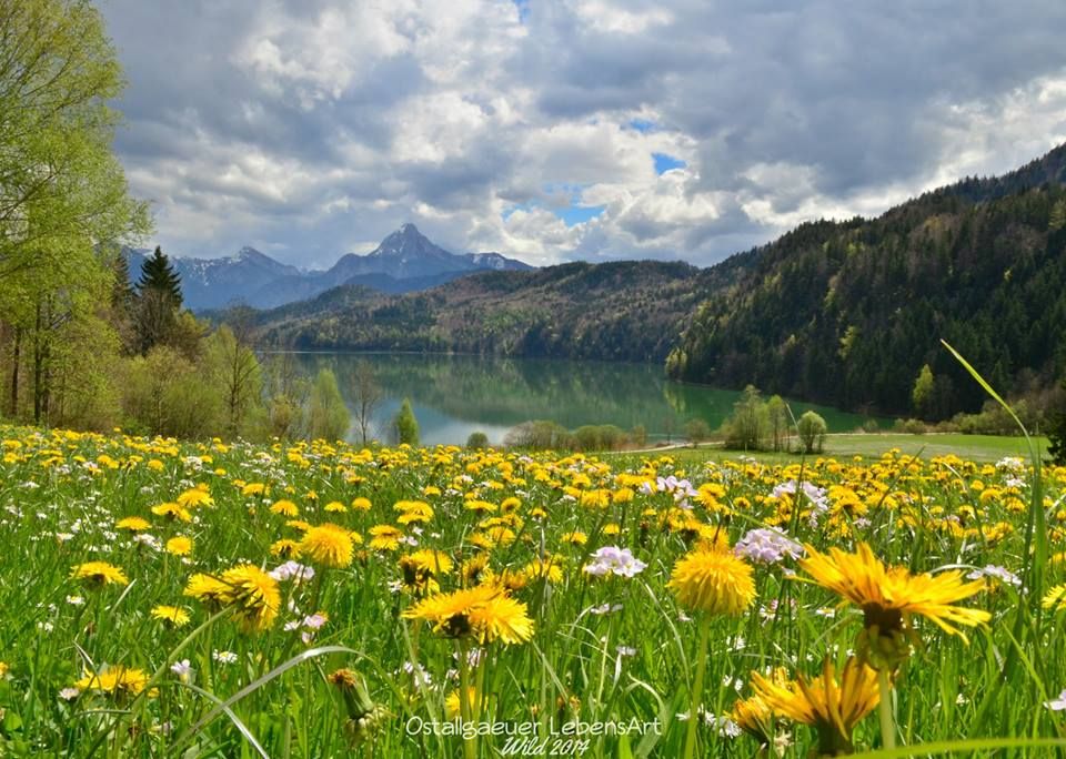 Besuchen Sie uns zu den Löwenzahnwochen