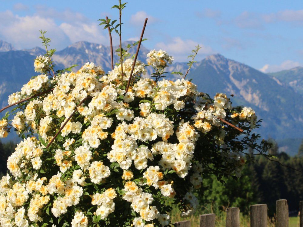Bester Ausblick von Deinem Chalet in die Allgäuer und Tiroler Alpen
