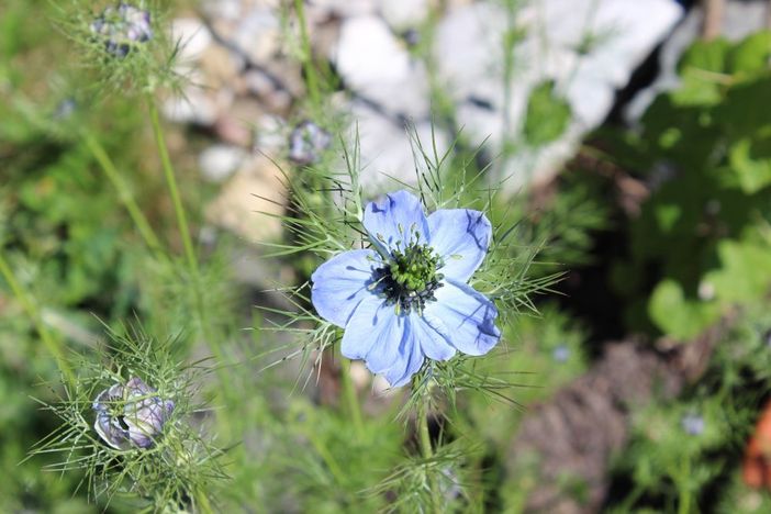 Blumen