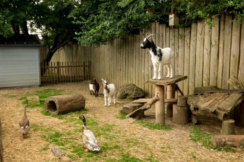 Unser Ziegengehege