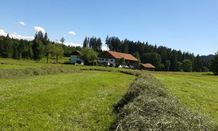 Hier wird bestes Heu für die Kühe getrocknet