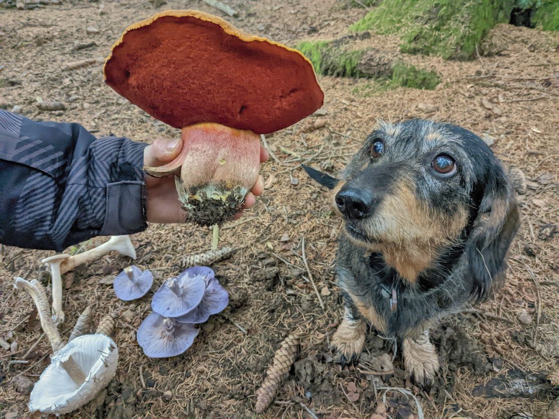 Pilzkira_Urheber_Wildnismanufaktur