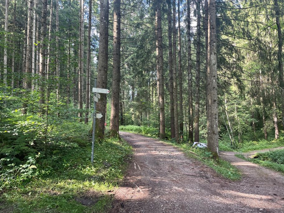 Waldpassage Richtung Zell