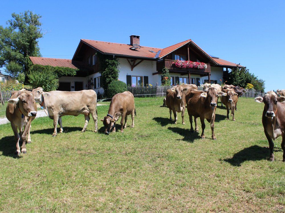 Kühe vor dem Haus