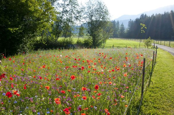 Bunte Blumenwiese im Kurpark in Fischen im Allgäu