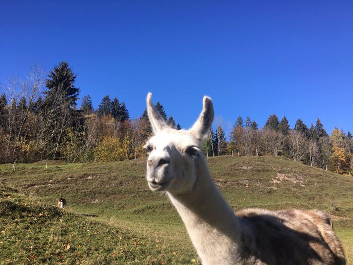 Lama in Greggenhofen