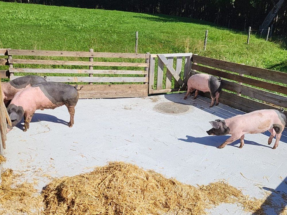 Schweine