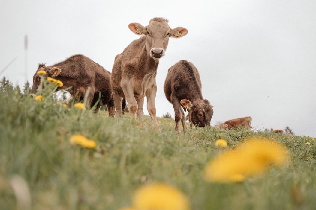 11 Rinder Frühling