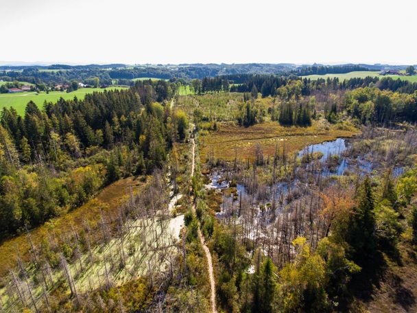 Arrisrieder Moos Holzweg mit Moos Ansicht von Oben Arrisrieder Moss_Alexander Savarino