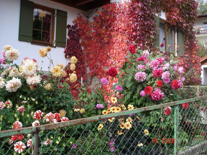 Dahliengarten