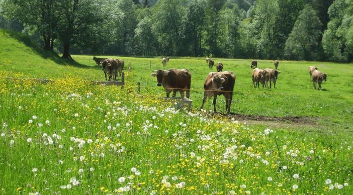 Unser Jungvieh auf der Weide