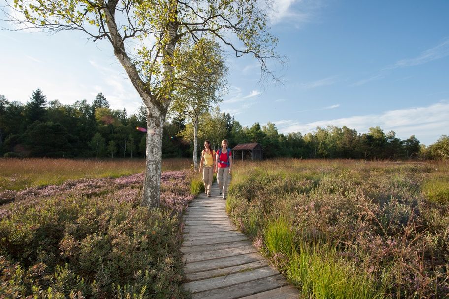 Bohlenweg im Wurzacher Ried
