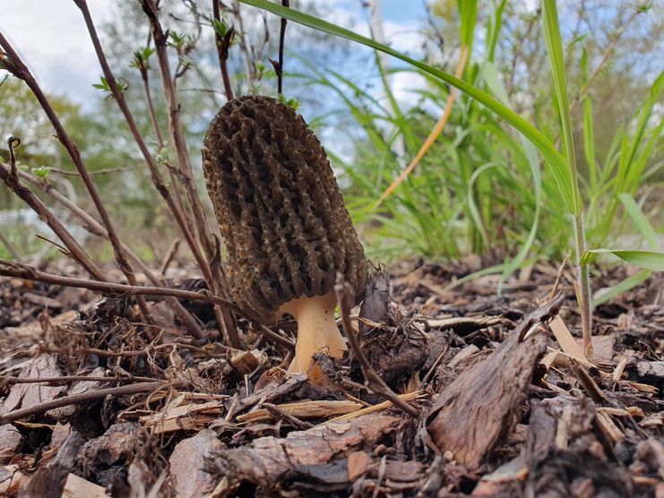 Morchella elata_Pfersbach_230426_6