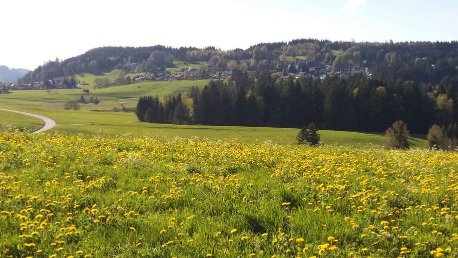 Hopfen am See mit Enzensberg