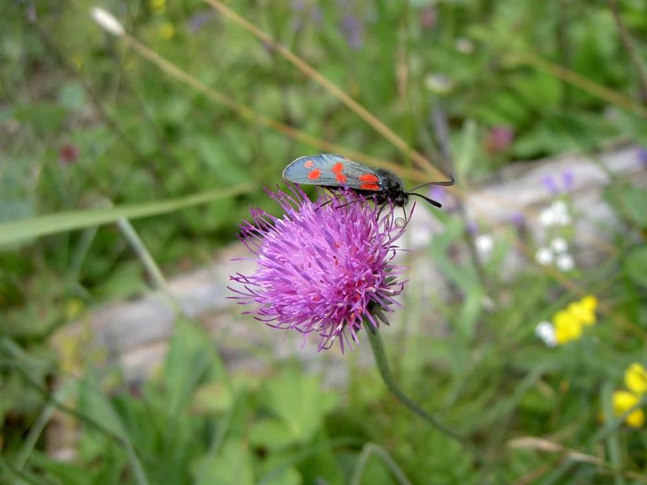 Allgäu NATUR