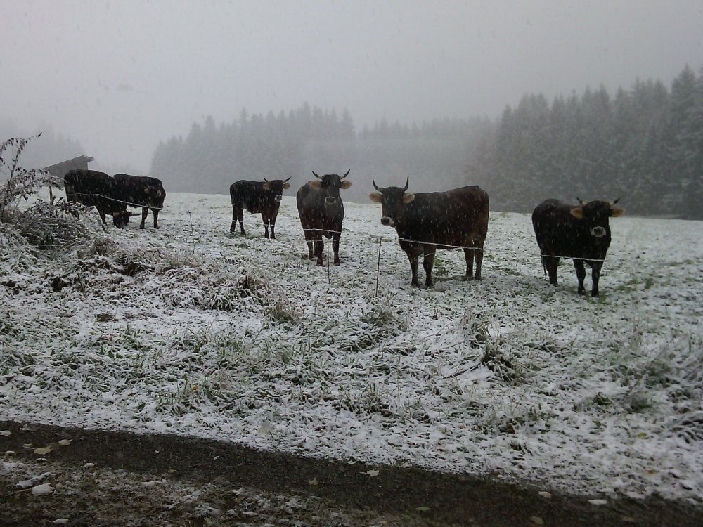 Wintereinbruch - Besuch von Nachbars Kühen