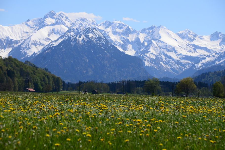 Blühende Löwenzahlweise im Illertal, südlich von Sonthofen bei Altstädten, mit Blick auf die schneebedeckte Allgäuer Gipfelwelt.