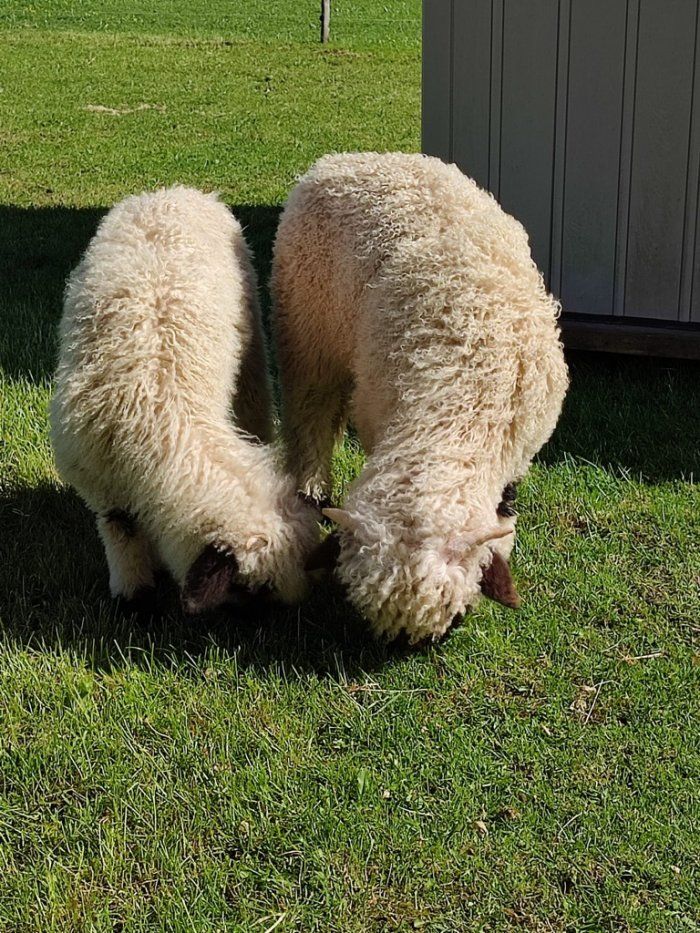 Schafe Lisa und Xaver