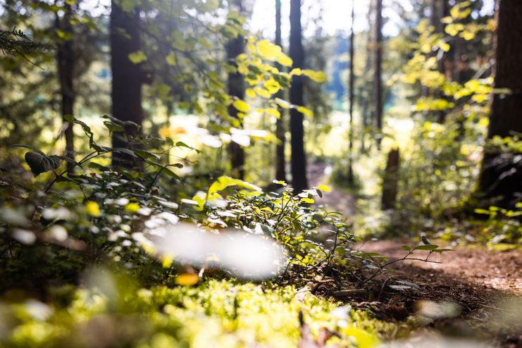 Kraftquelle Allgäu - Wald