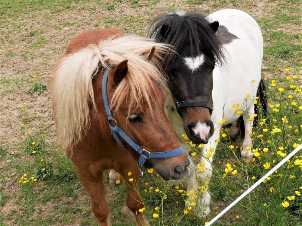 Unsere Ponys Libby und Matteo