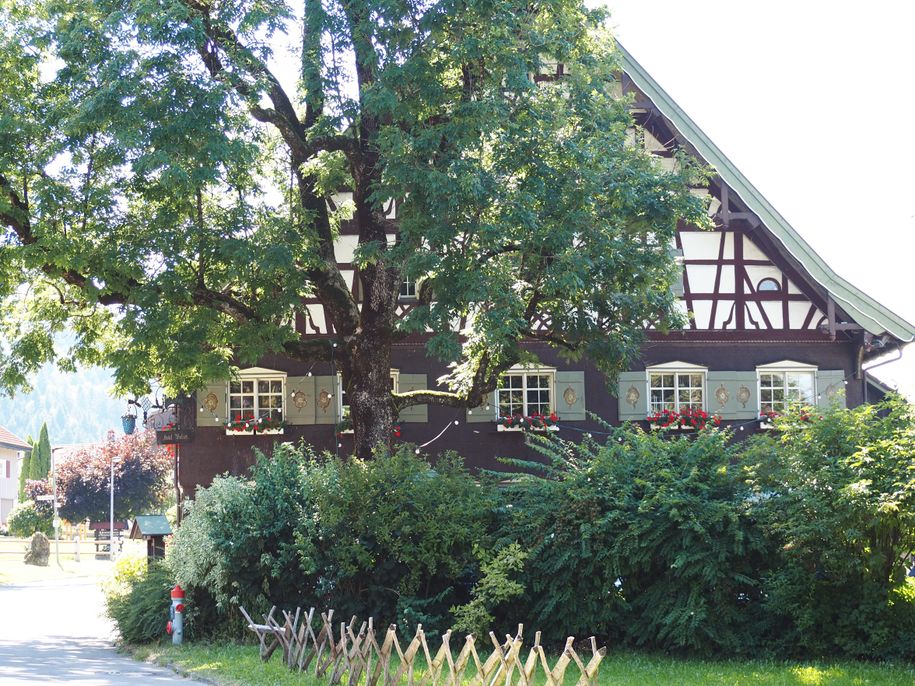 Traube
