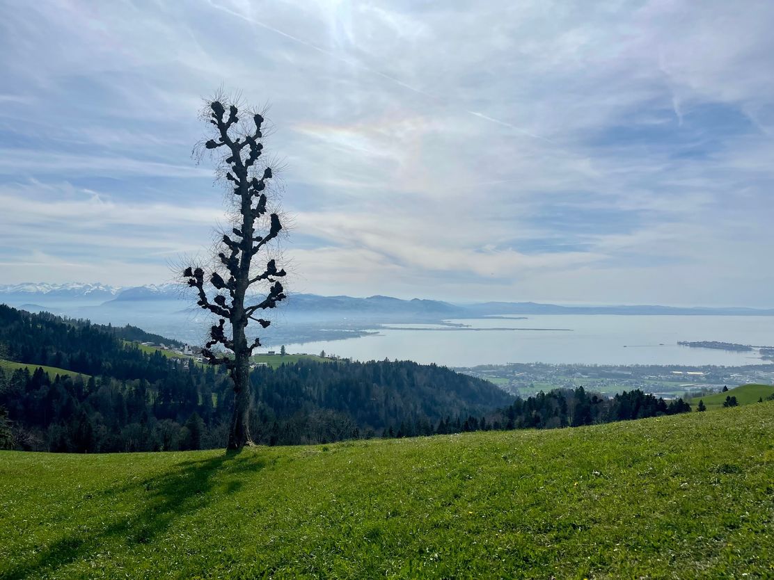 Traumblick auf den Bodensee