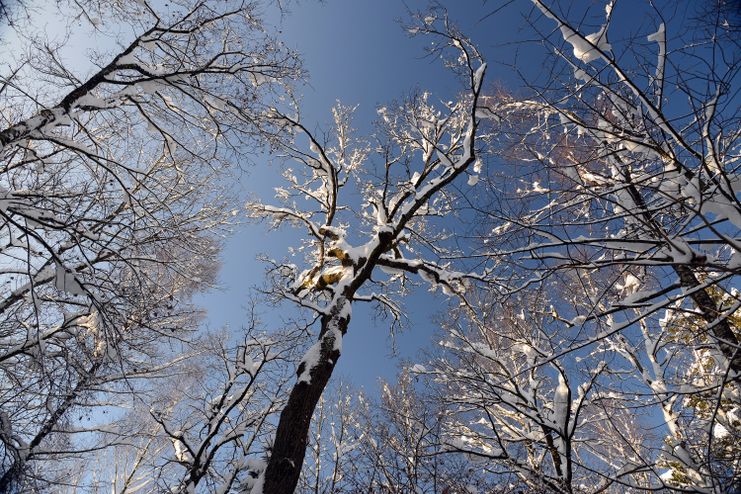 Winterliche Baumkronen
